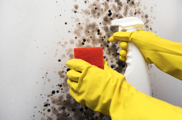 Best HVAC Mold Remediation in Gresham Park, GA